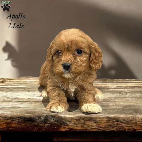 Apollo, Cavapoo Puppy